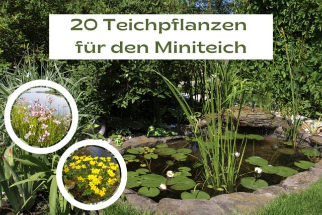 Teichpflanzen Miniteich