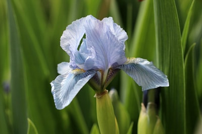 Verschiedenfarbige Schwertlilie (Iris versicolor)