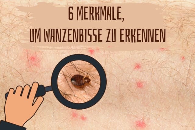 Wanzenbisse erkennen