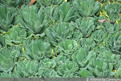 Teichpflanze, Wassersalat/Muschelblume (Pistia stratiotes)