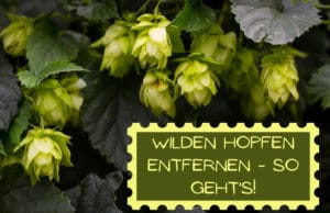 Wilden Hopfen entfernen