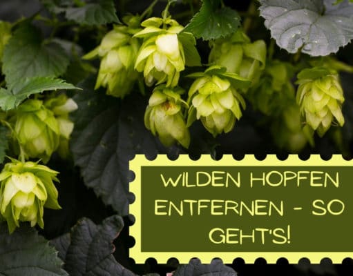 Wilden Hopfen entfernen