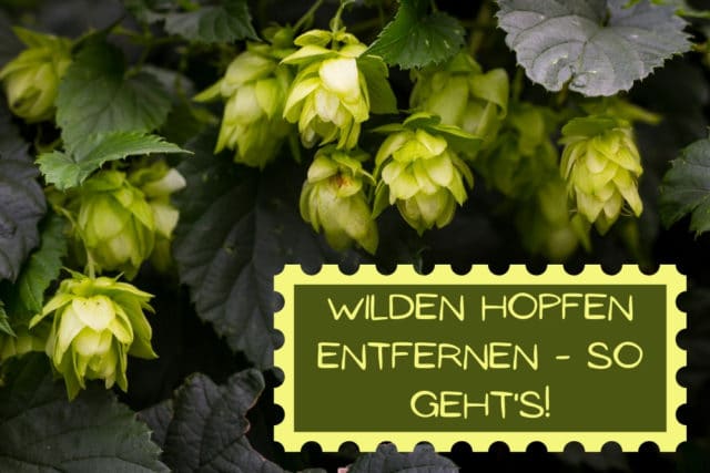 Wilden Hopfen entfernen