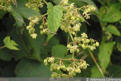 Wilder Hopfen