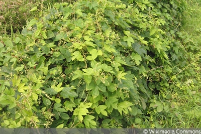 Wilder Hopfen