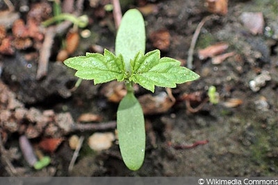 Humulus lupulus