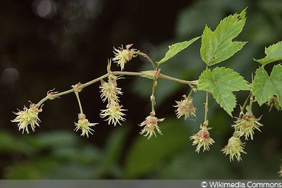 Wilder Hopfen