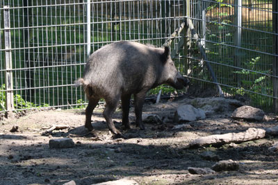 Wildschwein