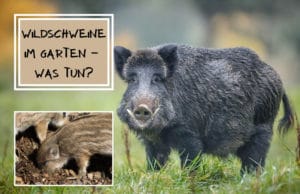 Wildschweine im Garten vertreiben