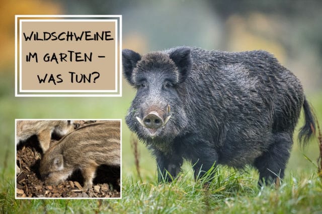 Wildschweine im Garten vertreiben