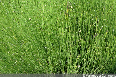 Zwergschachtelhalm (Equisetum scirpoides), Teichpflanze