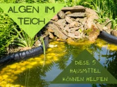 Algen im Teich