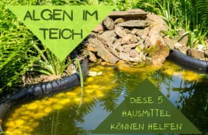 Algen im Teich