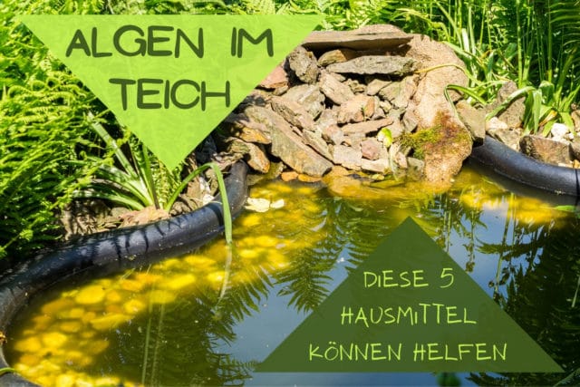 Algen im Teich