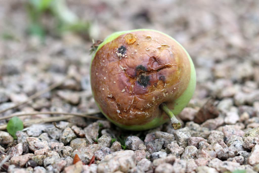 Fuchs aus dem Garten vertreiben Gartendialog.de