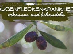 Augenfleckenkrankheit an Olivenbaum