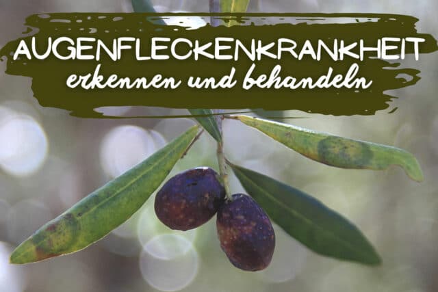 Augenfleckenkrankheit an Olivenbaum