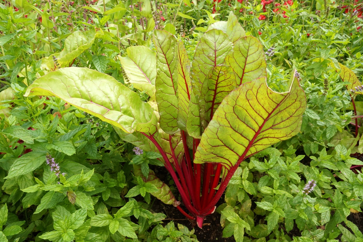 Mangold, Beta vulgaris