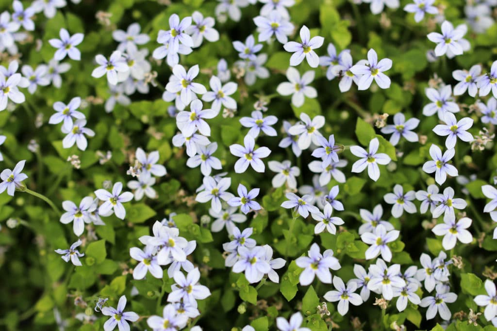 Blauer Bubikopf (Isotoma fluviatilis), Bodendecker