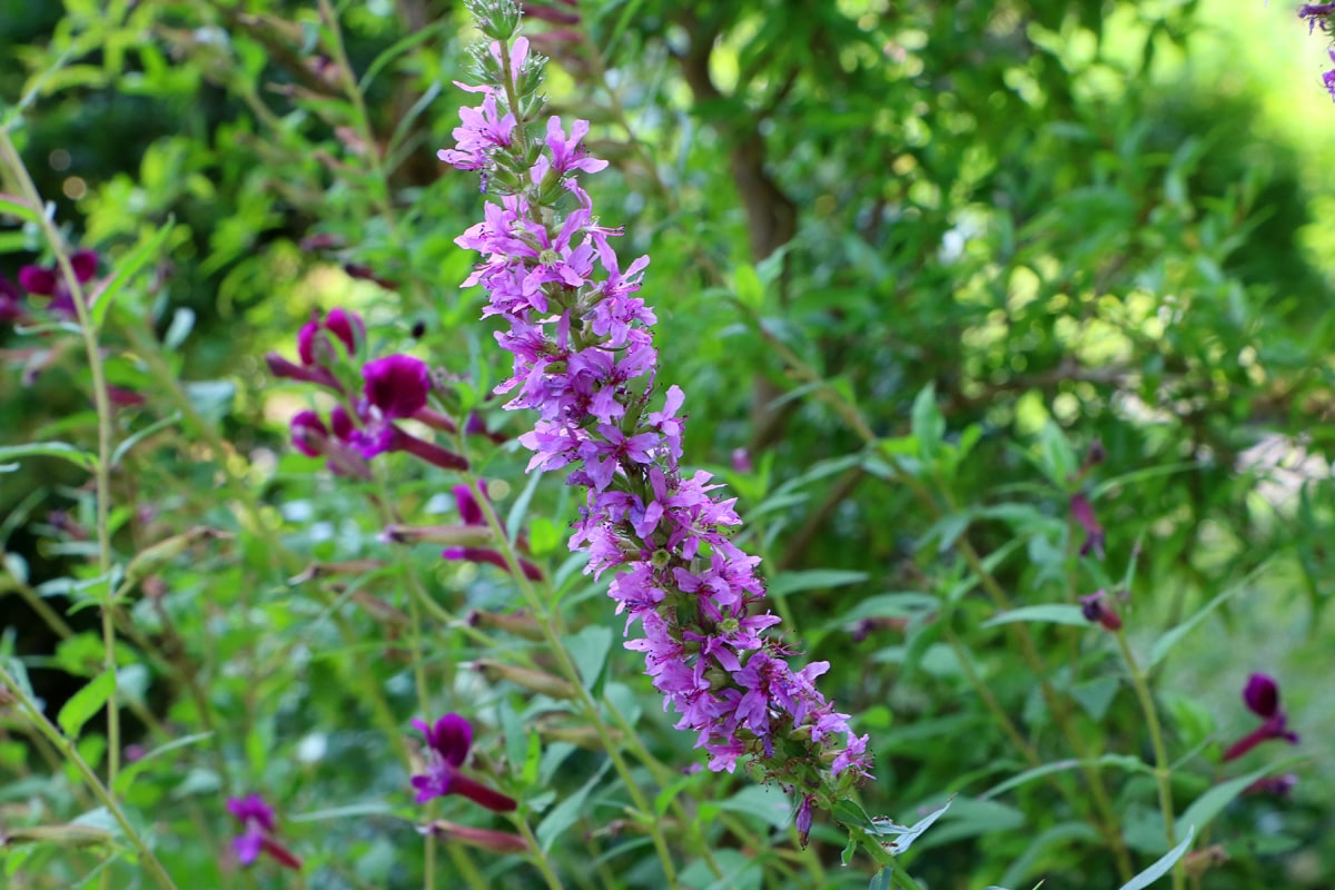 Blutweiderich (Lythrum salicaria)