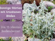Bodendecker, trockene Böden