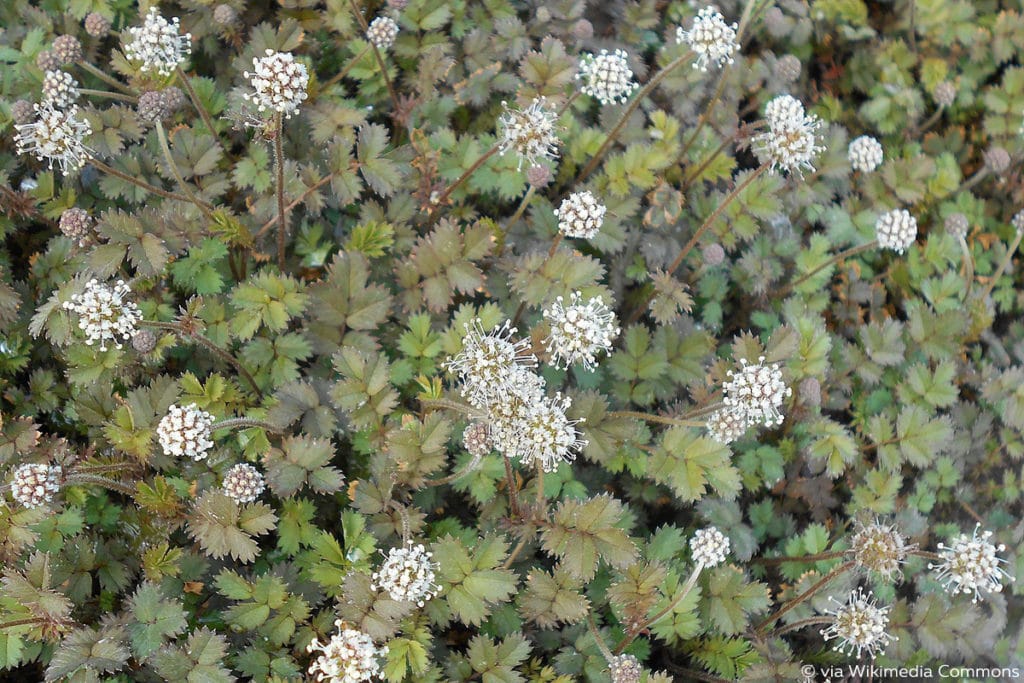 Braunblättriges Stachelnüsschen (Acaena microphylla), Bodendecker