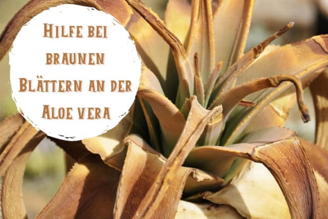 Braune Blätter Aloe