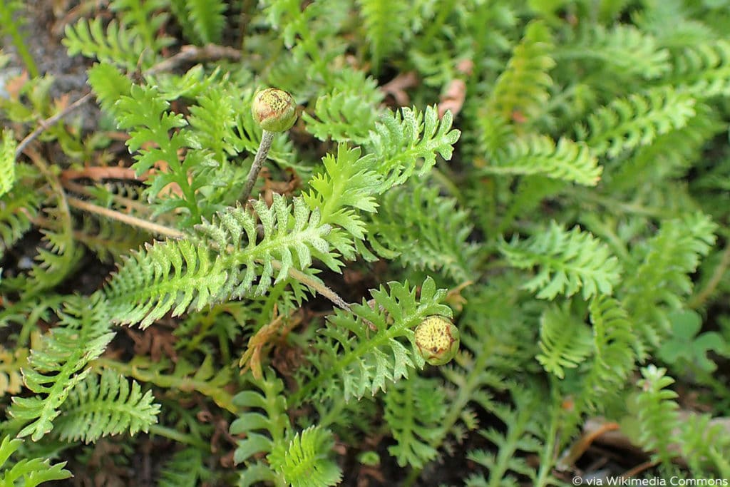 Braunes Fiederpolster (Cotula squalida), Bodendecker