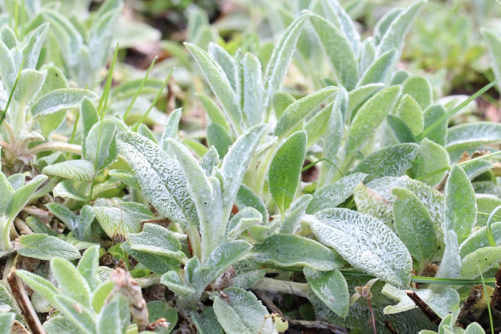 Byzantinischer Wollziest (Stachys byzantina), Lippenblütengewächse