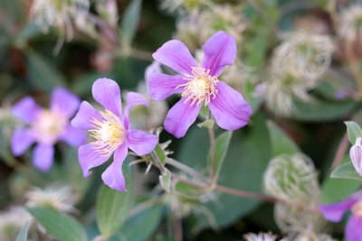 C. integrifolia