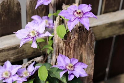 Clematis Königskind