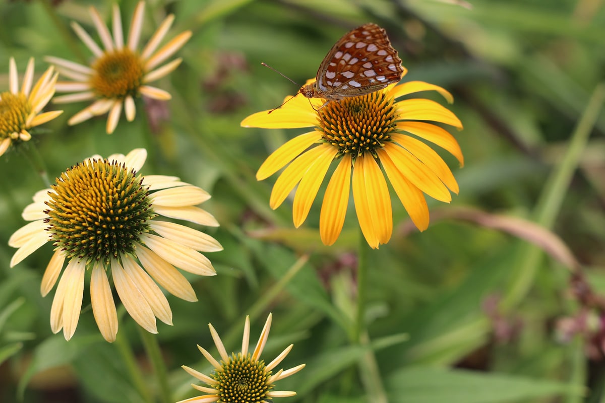 Echinacea Sonnenhut