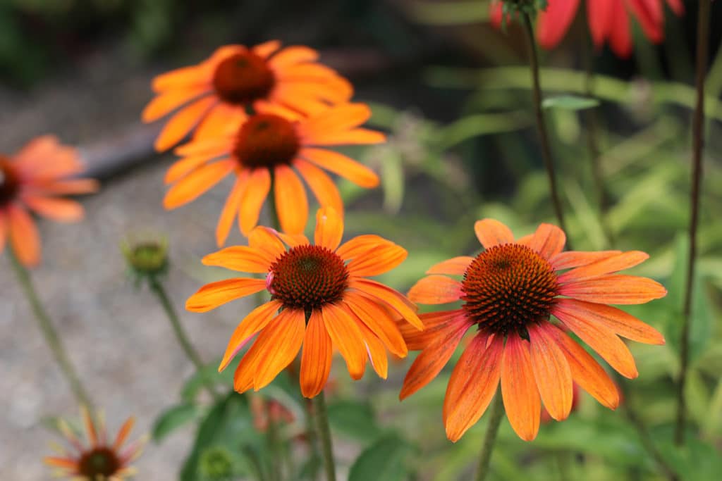 Echinacea, winterharte Stauden