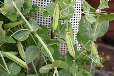 Erbse, Pisum sativum, in Tomaten-Mischkultur