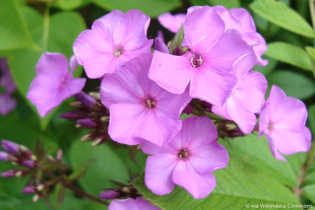 Frühsommerphlox (Arendsii-Hybriden)