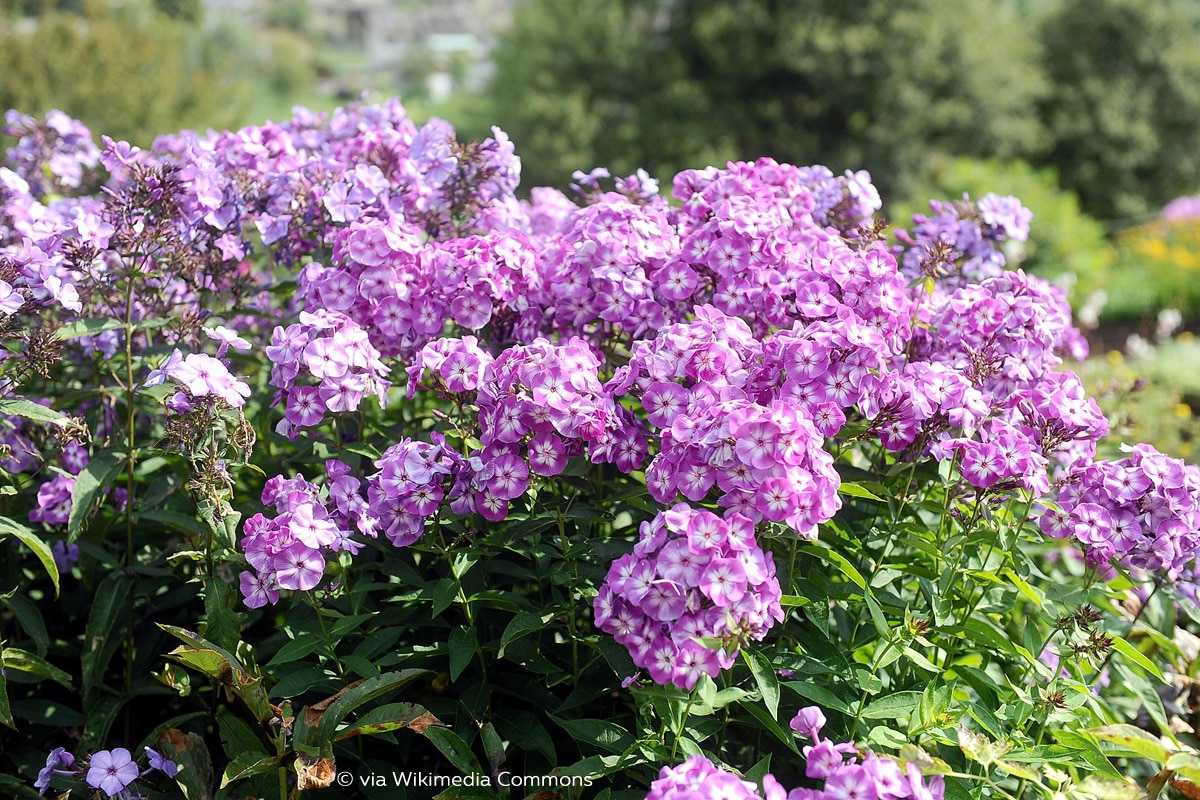 Hoher Staudenphlox (Phlox paniculata)