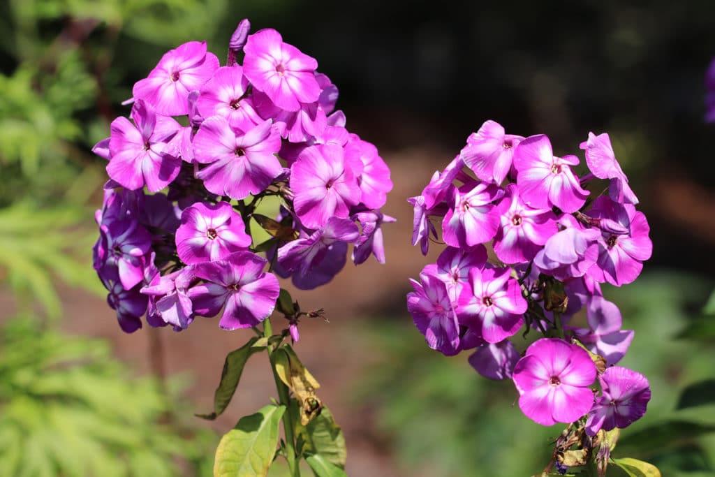 Phlox, Flammenblume