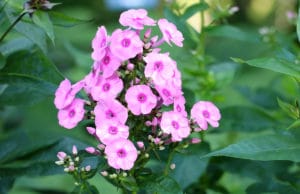 Flammenblume, Phlox