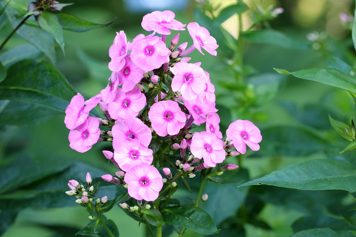 Flammenblume, Phlox