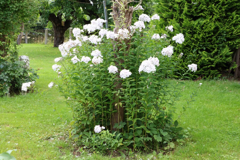 Flammenblume, Phlox