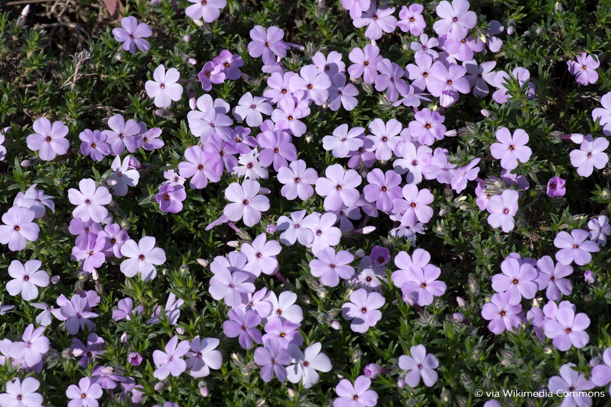 Später Polsterphlox (Phlox douglasii)