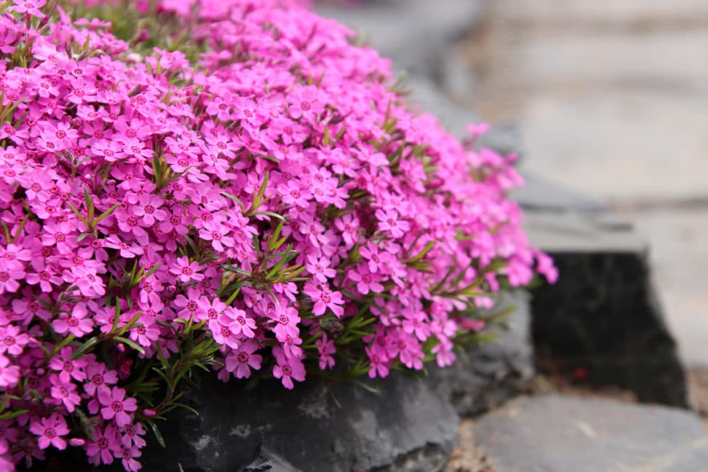 Teppichphlox/Polsterphlox (Phlox subulata)