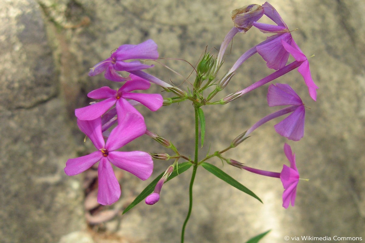 Vorsommer-Wanderphlox (Phl. glaberrima)