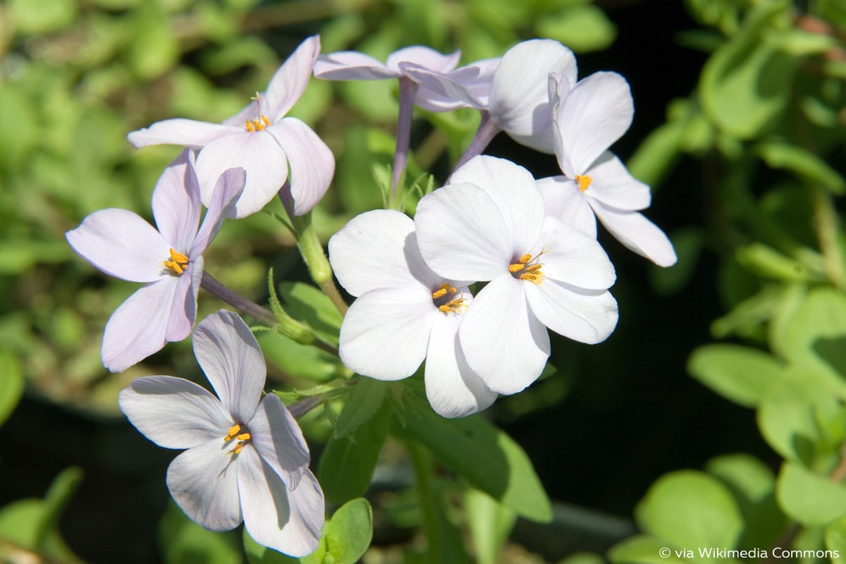 Wanderphlox (Phlox stolonifera)