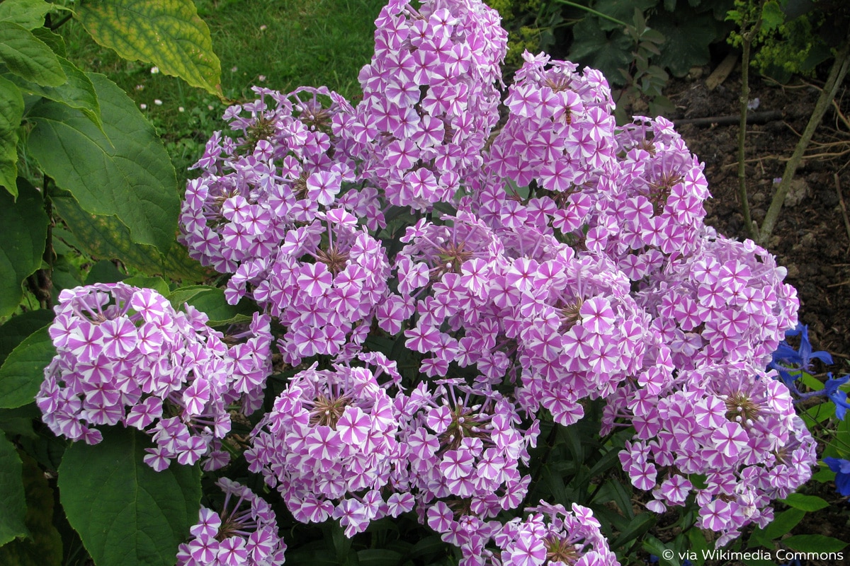 Phl. maculata, Wiesenphlox