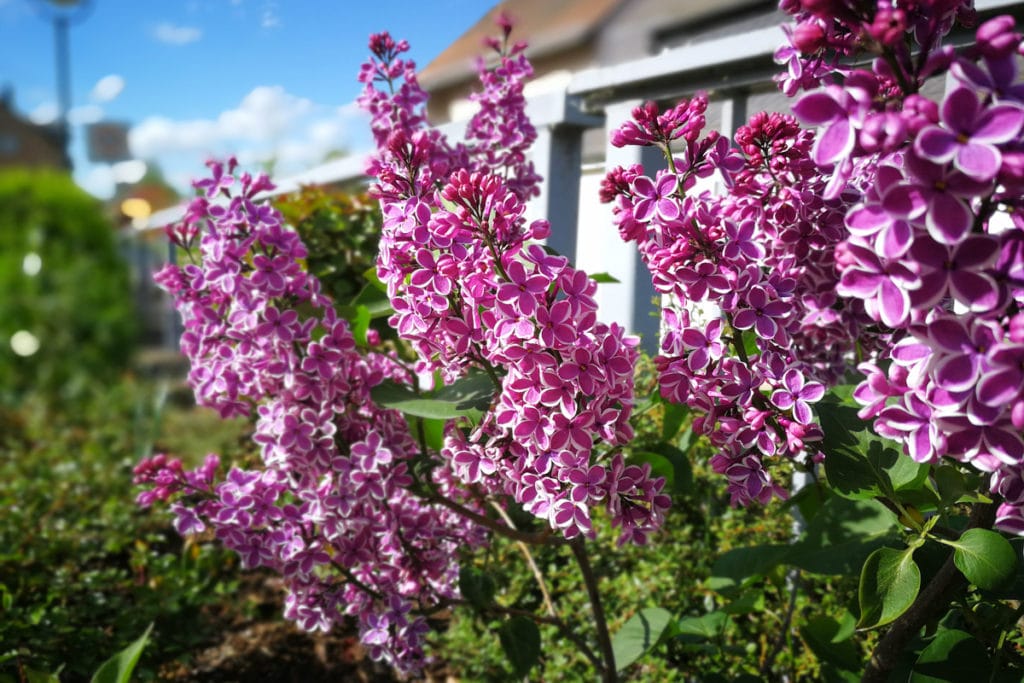 Flieder (Syringa vulgaris)