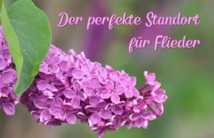 Standort Flieder