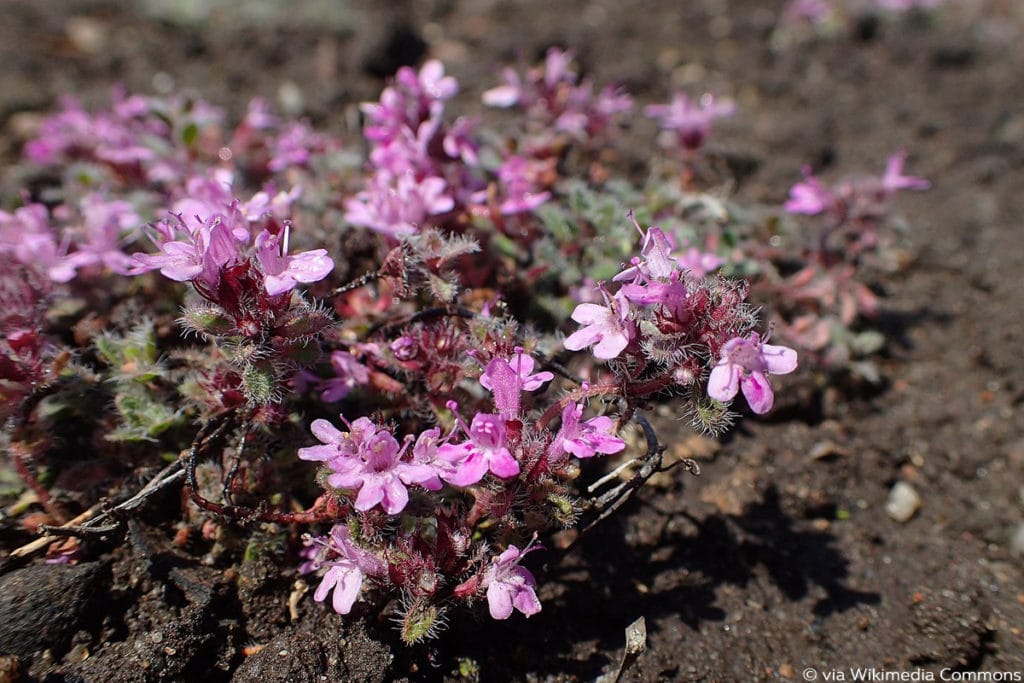 Frühblühender Thymian (Thymus praecox), Bodendecker