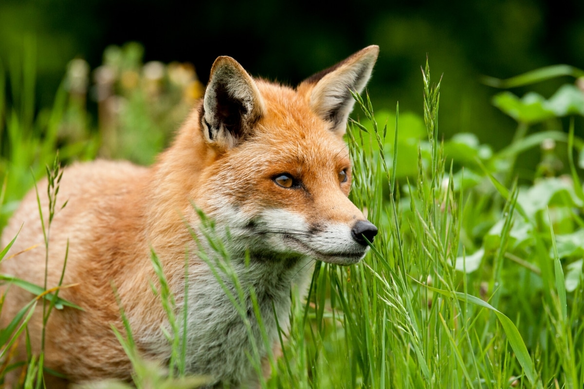 Fuchs im Garten