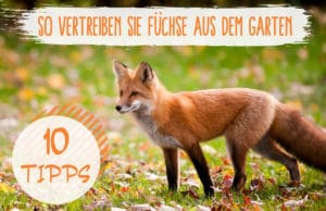 Fuchs aus dem Garten vertreiben